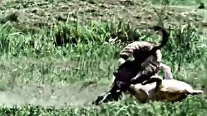 10K views · 152 reactions | i took my time machine to film this Sabertooth Tiger taking down its prey | Raw and savage. | Facebook