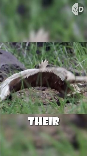 🦎Horned Lizard’s Squirting Blood From Its Eyes #horned_lizard