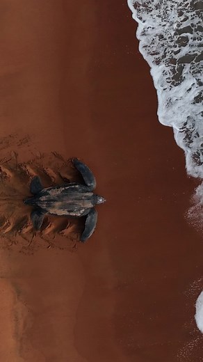 Le retour à la mer difficile de la plus grosse tortue marine du monde, la tortue luth 🐢 Pour connaitre nos actions en Guyane pour protéger les tortues marines, rien de tel que de l'écouter dans notre podcast #LEffetPanda ➡ https://www.wwf.fr/podcast/effet-panda/saison-2-episode-2 | WWF-France