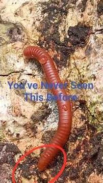 This Red Millipede Moment Will Shock You 😳🐛 | Rare Wild Insect Behavior