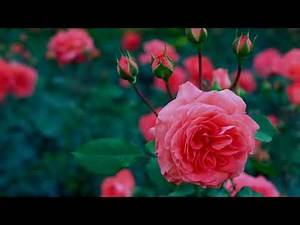 Song for a dear Mother who has passed on...