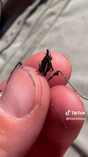 Découvrez l'étranger Diablotin de Provence en vidéo !