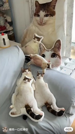 how she gets uncle stay still #uncle #bao #cute #cat #fyp #fypdong