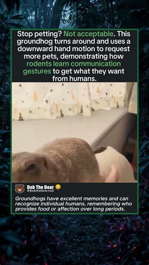 Groundhog Uses Hand Gesture to Demand More Pets