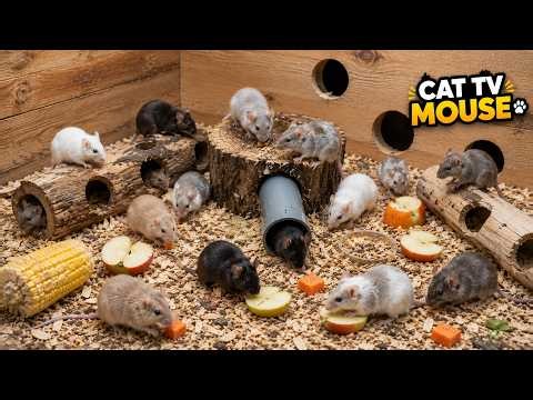 CAT TV 🐭⚡ Real Mice Racing Through Maze-Like Tunnels | Cat TV in 4K | 4 HOURS