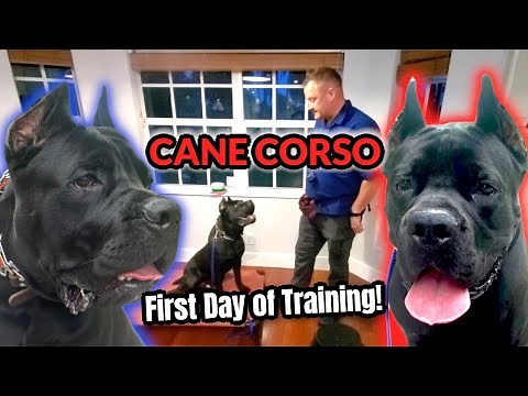 CANE CORSO! First Day of Training with Professional Dog Trainer