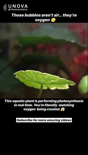 Watching Photosynthesis Happen in Real Time 🌱✨