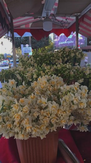 "وانما قلبي لحب الورد ميال" 🤍🌼🌼🌼🌼🌼🤍😌. خدني لي ولعينيك ورد وي...