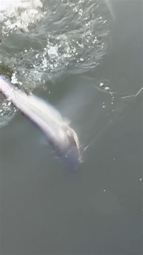 chandu fishing video club fishing club fishing 🎣