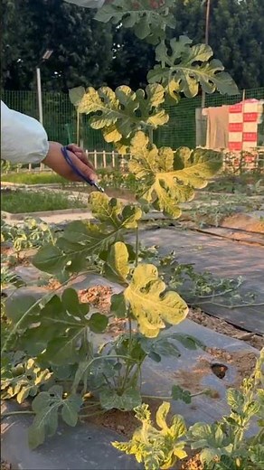 Watermelon Vine Pruning 🍉 Grow Bigger & Healthier Melons