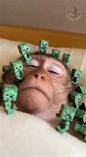 Baby Monkey Wake-Up Call with a Creeper?😮😂 #funny #monkey #shorts #minecraft