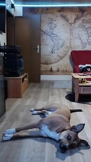 #fyp #dogsoftiktok #doglover #guterhund #böserhund #funny #tricks #dogtraining #foryou