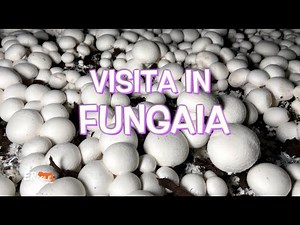 Do you know how a mushroom farm works?