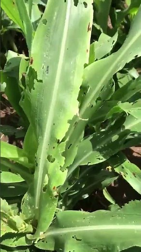 🚨 Fall Armyworm Attack on Maize #FallArmyworm