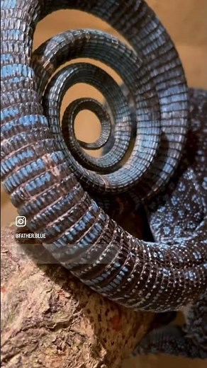 Some wild facts Thursday about Blue tree Monitors