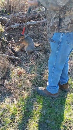 Grey fox taken alive! #arkansas #hunting #trapping #greyfox #outdoors