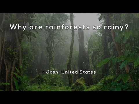 Why are rainforests so rainy?