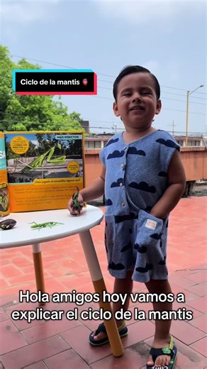 Ciclo de la mantis explicado para niños