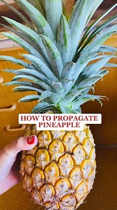 How to propagate pineapple #gardeningtips #garden #pineapple #propagation #viralreels | Growwithnith