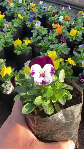 #jardineríafácil #tipsdejardinería #plantas #paisajismo #cuidadodelasplantas