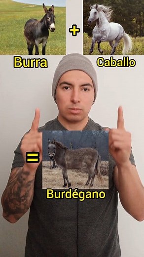 Have Fun Learning Spanish! #spanishwithjuank #vocabulary #animals #horses | Spanish with JuanK