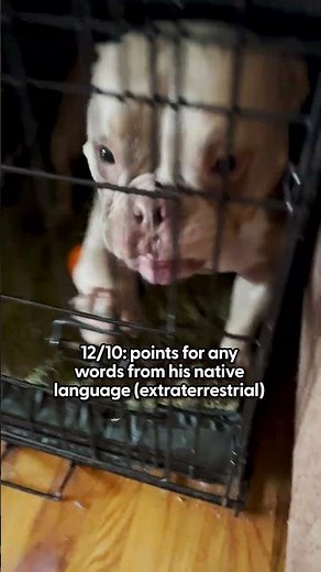 Rating Noises My Alien Dog Makes | The Pack
