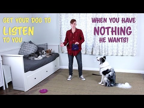 Train your dog to listen when you have no treats