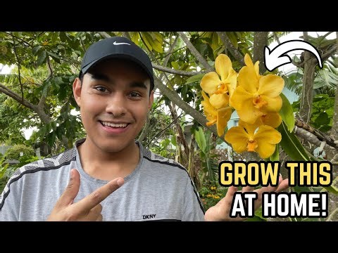 Full Growing Guide On Vanda Orchids!🤩🌼S:3, Ep.81//The Ultimate Gardener