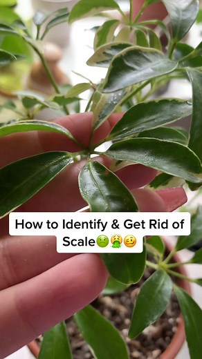 How to Identify & Eliminate Scale Plant Pests