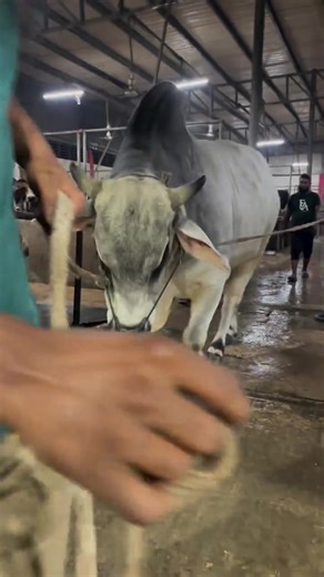 Brahma Cross Bull Care and Management