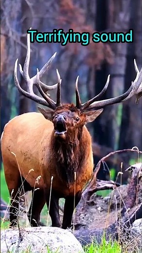 You won't believe this is a real animal sound #elk #nature #viral