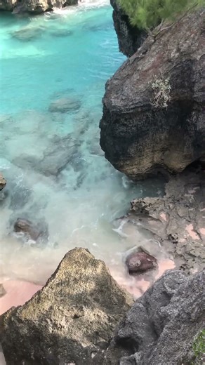 Spotted green parrot fish#asrm#youtubeshorts