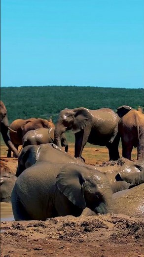 一生に一度は行きたいアフリカ #アフリカ旅行#アフリカ観光#絶景スポット#4K映像#ヴィクトリアの滝#キリマンジャロ山#サハラ砂漠#セレンゲティ国立公園#バオバブ並木#旅行好き