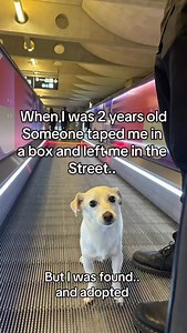 To my old owners who left me in a box on the road. My new owners never ever leave me behind. I have a dog passport and I travel everywhere with them! #rescuedog #dogtravel #dogsofinstagram Rescue Travel pet Travel Dogs that Travel Dog Adoption Flying with Pets Paris Dog Friendly | Elko The Travel Dog