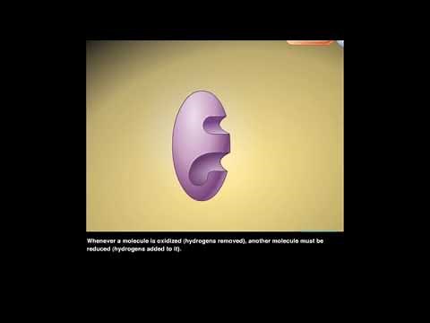 NADH oxidation reduction reactions