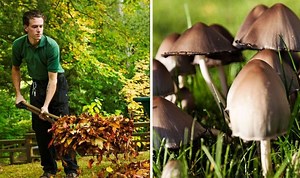 What causes mushrooms in your lawn? Four ways to BANISH pesky fungi