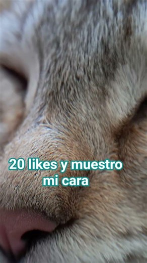 apoyen al canal y subscribanse