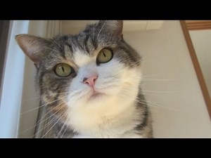いろいろなねこ１２。-Many Maru 12.-