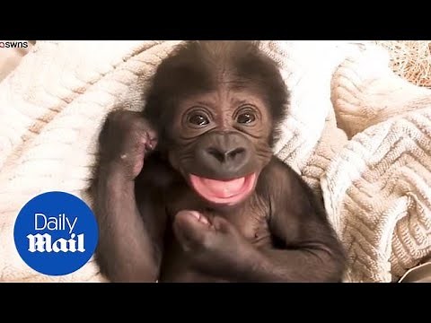 Playful baby gorilla laughs and cuddles with its surrogate mother