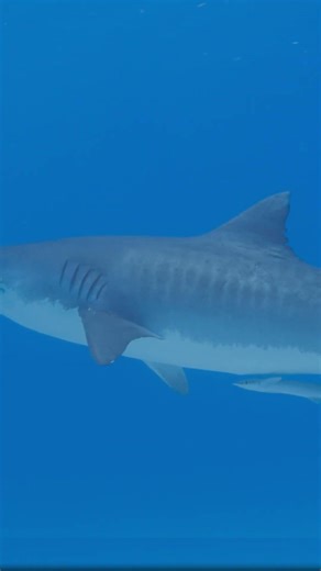 La alimentacion de los tiburones #shorts #viral #tiburones