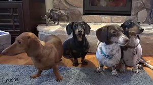 3.2M views · 14K shares | "Dang stubby paws! :D But I didn't let that stop me from having a blast with the new ED Ellen DeGeneres collection of toys, beds, and more from PetSmart with a few friends!" Check out the full #EDbypetsmart collection here: bit.ly/2kCIC2N ~Crusoe #partner | Crusoe the Celebrity Dachshund | Facebook