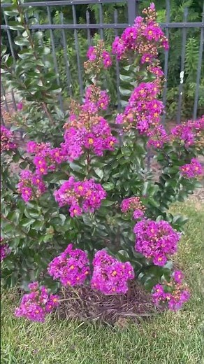 Purple Magic crape myrtle 💜 dwarf crape myrtle for small gardens