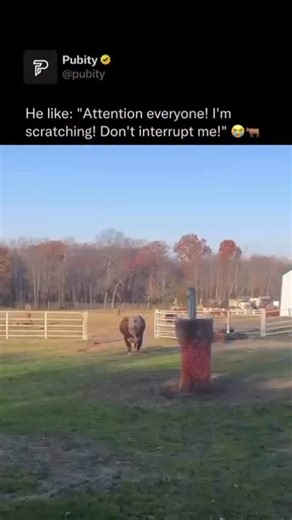 Pubity on Instagram: "😭 Bulls like scratches for the same reason most cattle do: it feels good and helps them relax. Their skin can get itchy from shedding, dirt, sweat, or flies, and scratching gives quick relief while also boosting circulation in that area. Since bulls are big, heavy animals, they can’t easily reach every spot on their body, so a good scratch basically acts like a massage, especially around the neck, shoulders, and back where they carry a lot of tension. Over time, many bulls