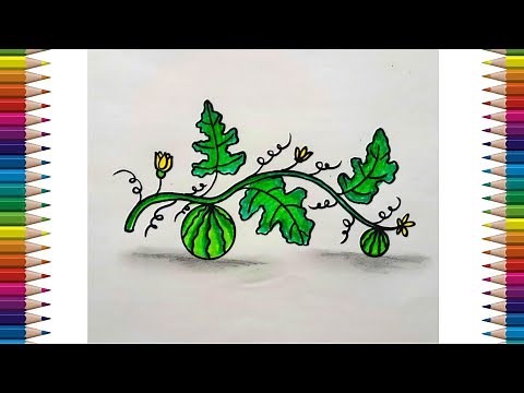 Creeper Plant Drawing | How to Draw Watermelon Plant Easy | Watermelon Creeper Plant Drawing easy