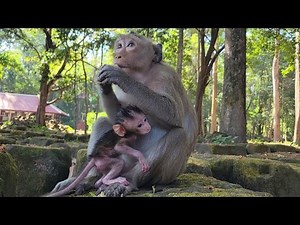 Mom Brighten eating mango very yummy while breastfeeding her baby little monkey🐒🥭