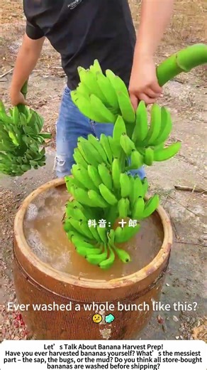 Washing Fresh Bananas – Rinsing Away Dirt and Sap After Harvest! 🍌💧