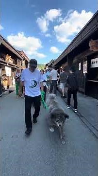 Long-haired Akita dog Kai walking through the old town streets of Takayama in the evening