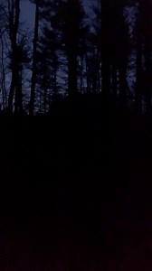 In our ongoing 'Sounds of Spring' mini-series, we have one of the most iconic sounds that indicates the changing of the seasons. This quick video was taken by one of our team members near a particularly active wetland and vernal pool habitat that is full of life! This sound heard here is the Spring Peeper. Spring peepers are one of our first frogs to emerge and begin breeding in Spring and can be heard congregating in large groups. Their calls are particularly loud in the Spring season as peeper