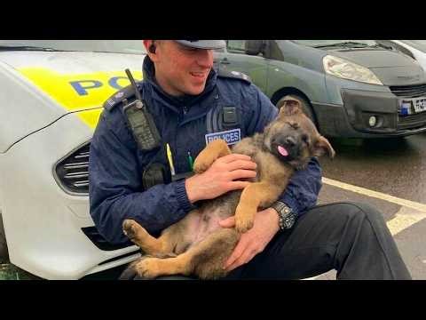 Police Dogs Think No One Is Watching… Then THIS Happened 😂🐕🔥 (Part 1)