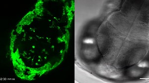 5-hour time-lapse of a zebrafish embryo at 3 days post fertilization - Leica Mic